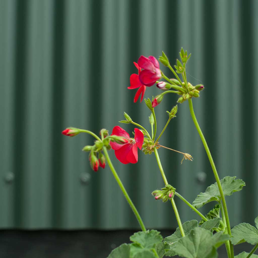 Shepherd's hut garden retreat